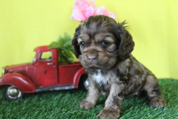 [#26686-03] Chocolate F Cocker Spaniel Puppies For Sale