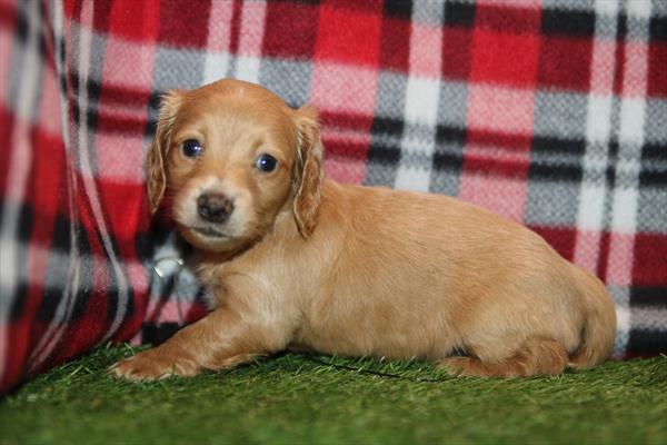 [#26603-01] Cream F Dachshund Puppies For Sale