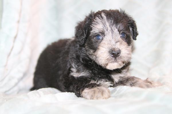 [#26731-05] Blue Merle F Schnoodle Puppies For Sale