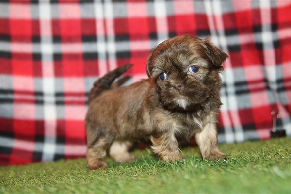 [#26618-03] Black / Brown F Shih Tzu Puppies For Sale