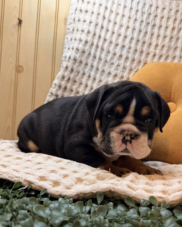 [#26633-06] Black Tan / White M English Bulldog  Puppies For Sale