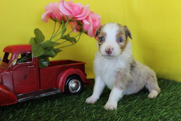 [#26102-07] Red Merle F Australian Shepherd Puppies For Sale