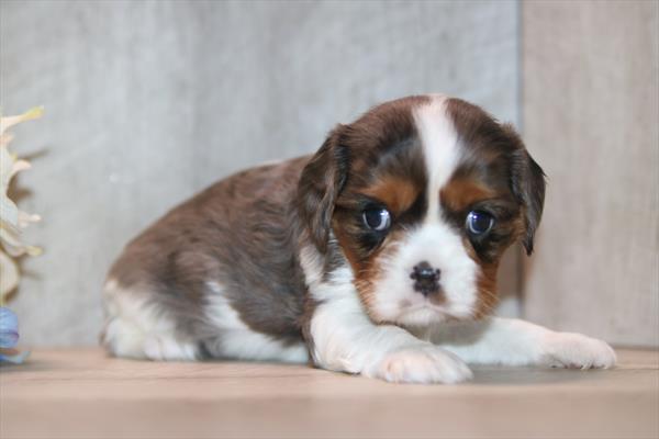 [#26763-02] Blue Merle / White M Cavalier King Charles Spaniel Puppies For Sale