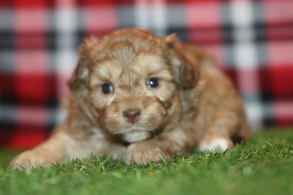 [#26800-01] Red F ShihPoo Puppies For Sale