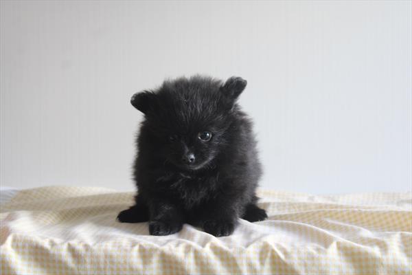 [#26808-04] Black F Pomeranian Puppies For Sale