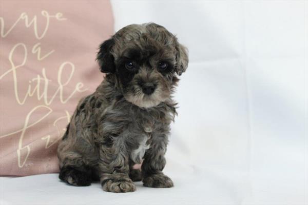 [#26633-01] Blue Merle M Bichapoo Puppies For Sale