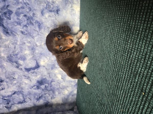 [#26702-02] Chocolate / Tan F Dachshund Puppies For Sale