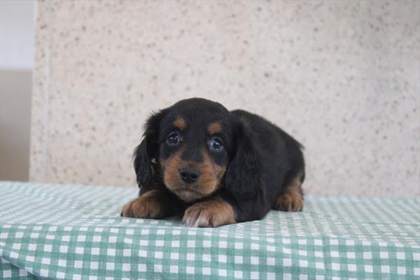 [#26829-01] Black / Tan M Dachshund Puppies For Sale