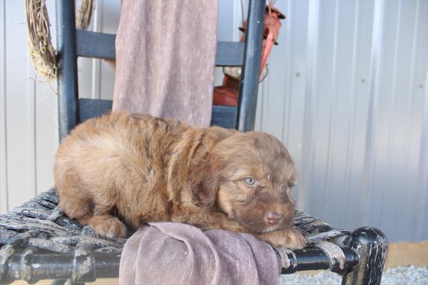 [#26676-09] Brown F Aussiedoodle Puppies For Sale