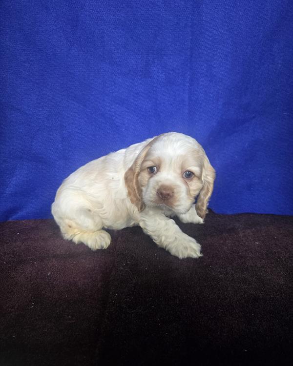 [#26882-02] Cream / White M Cocker Spaniel Puppies For Sale
