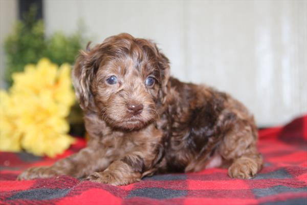 [#26868-05] Chocolate Merle F Cock A Poo Puppies For Sale