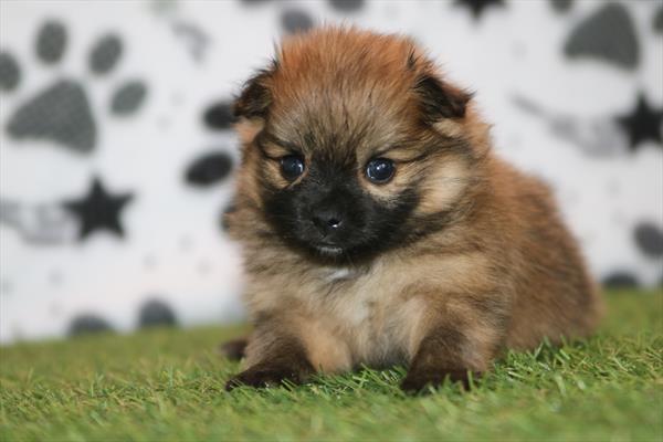 [#26847-02] Chocolate M Pomeranian Puppies For Sale