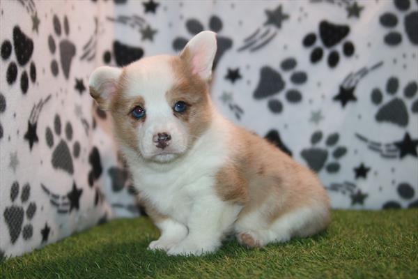 [#26853-03] Lilac Merle M Pembroke Welsh Corgi Puppies For Sale