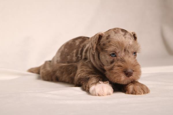 [#26867-01] Chocolate Merle F Miniature Schnauzer Puppies For Sale