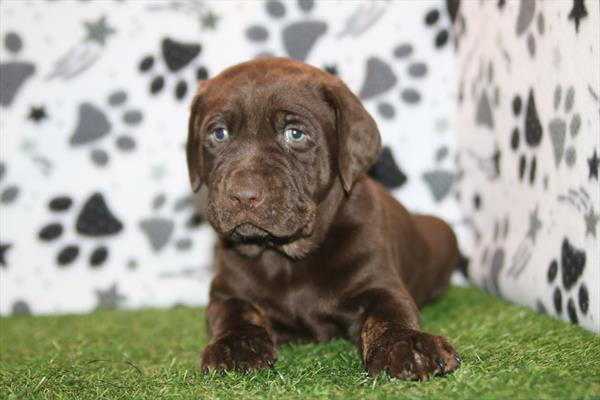 [#26133-02] Chocolate M Labrador Retriever Puppies For Sale