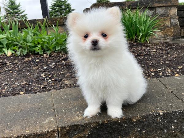 [#26886-01] White M Pomeranian Puppies For Sale