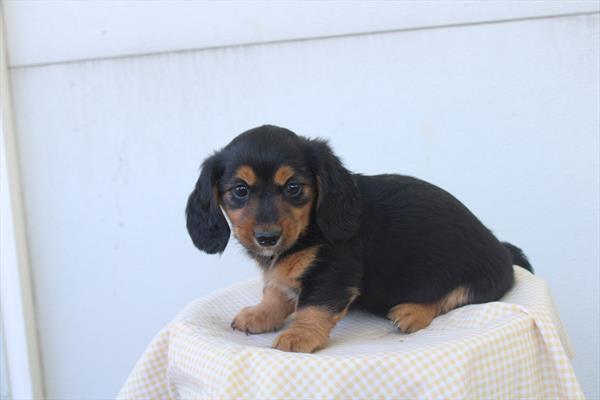 [#26835-04] Black F Dachshund Puppies For Sale