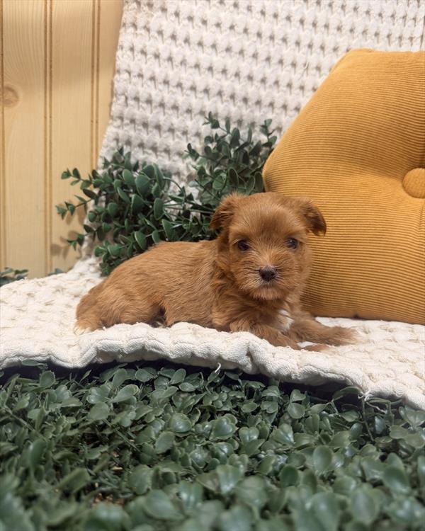 [#26885-03] Red F Morkie Puppies For Sale