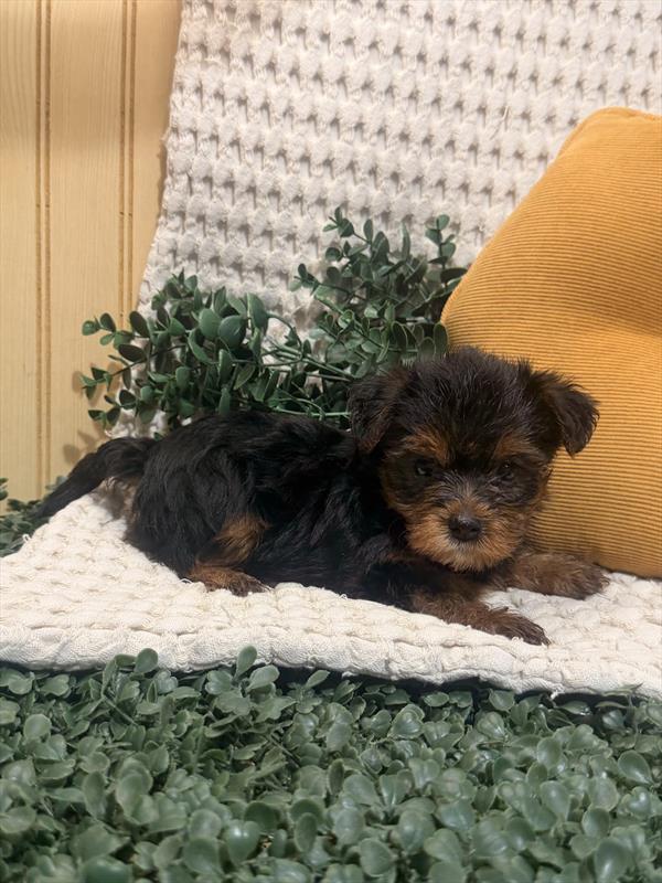 [#26884-06] Black / Tan F Morkie Puppies For Sale
