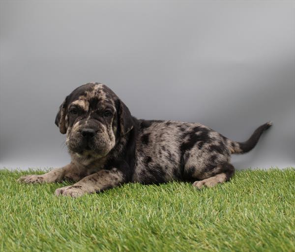 [#26735-02] Blue Merle M Hippo Mini Puppies For Sale