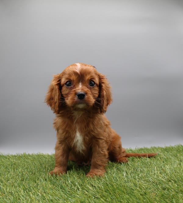 [#26644-02] Ruby M Cavalier King Charles Spaniel Puppies For Sale