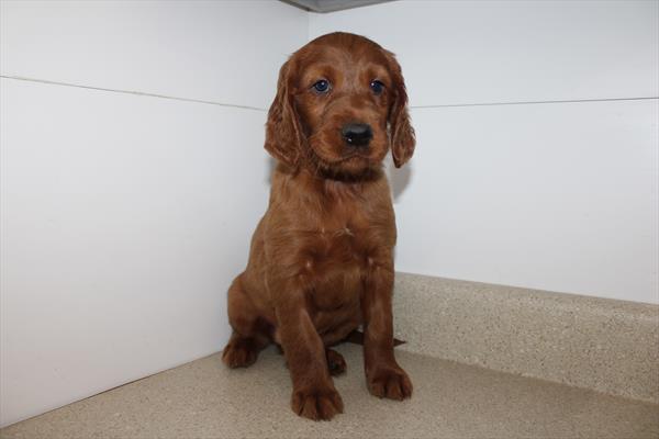 [#26754-01] Mahogany M Irish Setter Puppies For Sale