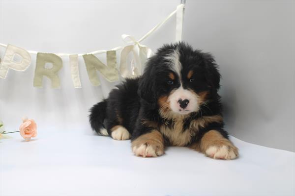 [#26707-02] Tri-Colored M Bernese Mountain Dog Puppies For Sale