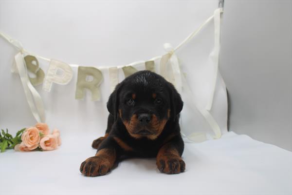 [#26614-02] Black / Rust M Rottweiler Puppies For Sale