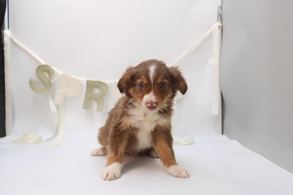 [#26929-01] Red Tan / White M Miniature Australian Shepherd Puppies For Sale