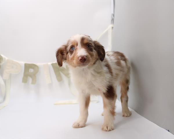 [#26929-02] Red Merle M Miniature Australian Shepherd Puppies For Sale