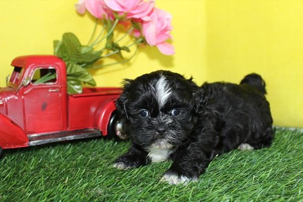 [#26881-01] Chocolate Sable M Shih Tzu Puppies For Sale
