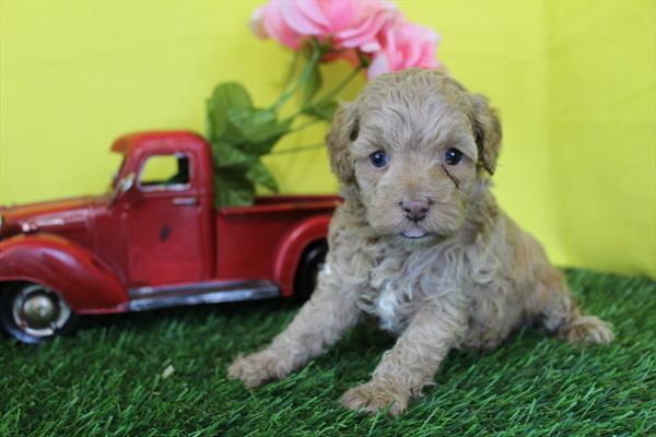 [#26879-07] Apricot F Cockadoodle Puppies For Sale