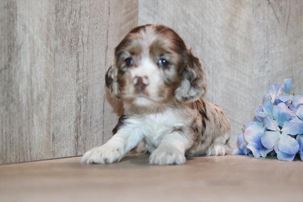 [#26922-02] Chocolate Merle M Cocker Spaniel Puppies For Sale