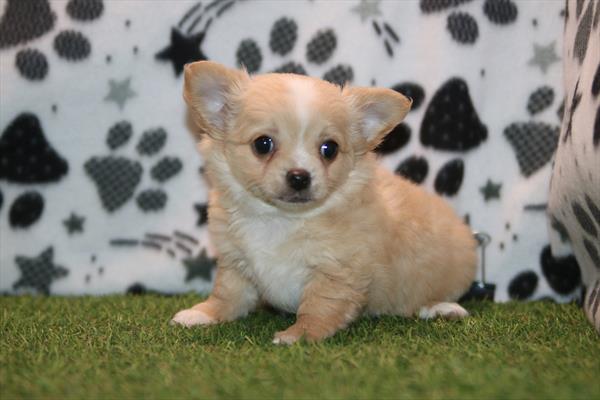 [#26888-03] Cream F Chihuahua Puppies For Sale