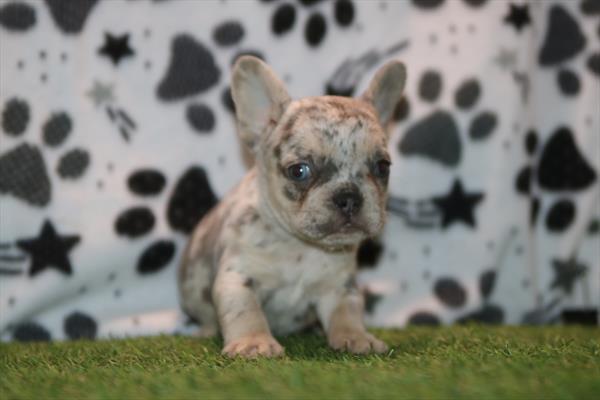[#26857-02] Blue Merle F French Bulldog Puppies For Sale