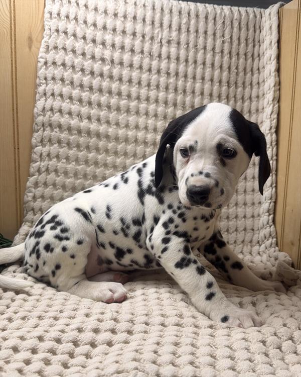 [#26762-06] Black / White F Dalmatian Puppies For Sale