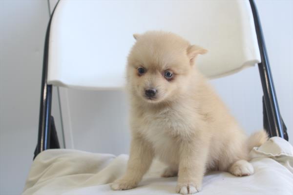 [#26919-04] Sable M Pomsky Puppies For Sale