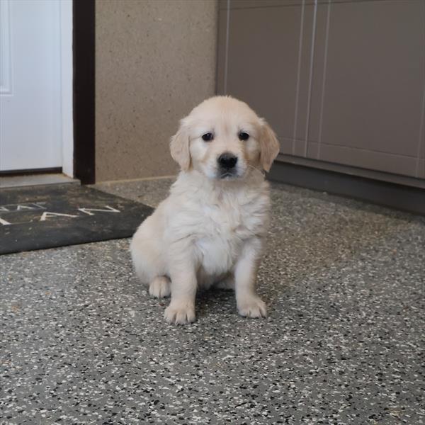[#26891-08] Golden F Golden Retriever Puppies For Sale