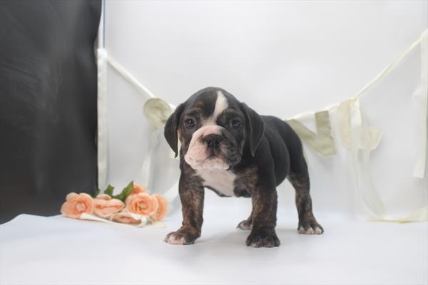 [#26758-04] Tri-Colored F Beabull Puppies For Sale
