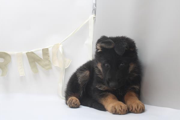 [#26727-02] Black / Red M German Shepherd Dog Puppies For Sale