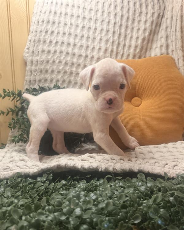 [#261046-02] White F Boxer Puppies For Sale