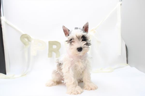 [#26789-07] Blue Merle / White F Miniature Schnauzer Puppies For Sale