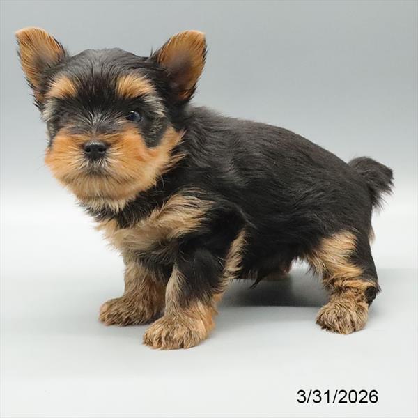 [#26156-01] Black / Gold M Yorkshire Terrier Puppies For Sale