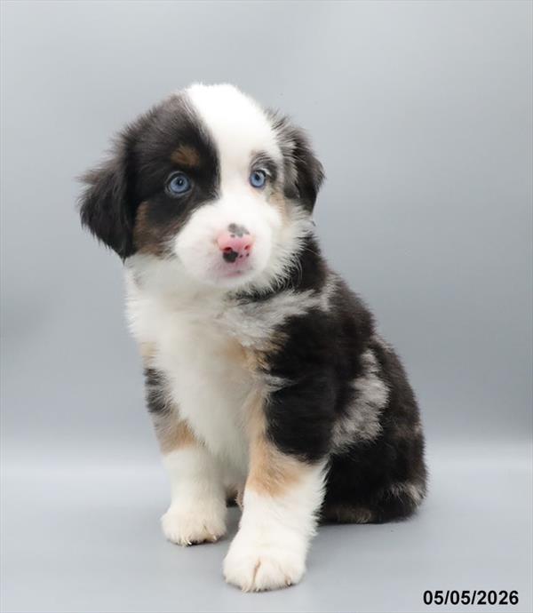 [#26208-05] Blue Merle M Miniature American Shepherd Puppies For Sale