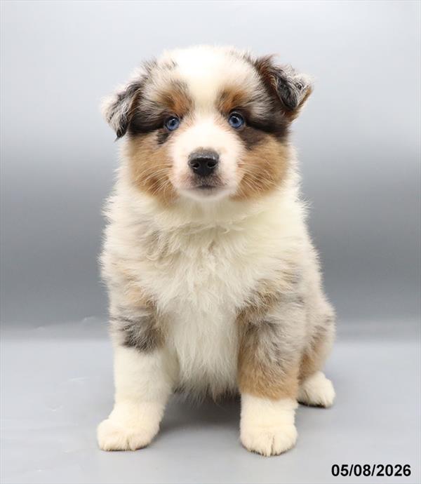 [#26230-03] Blue Merle M Miniature American Shepherd Puppies For Sale