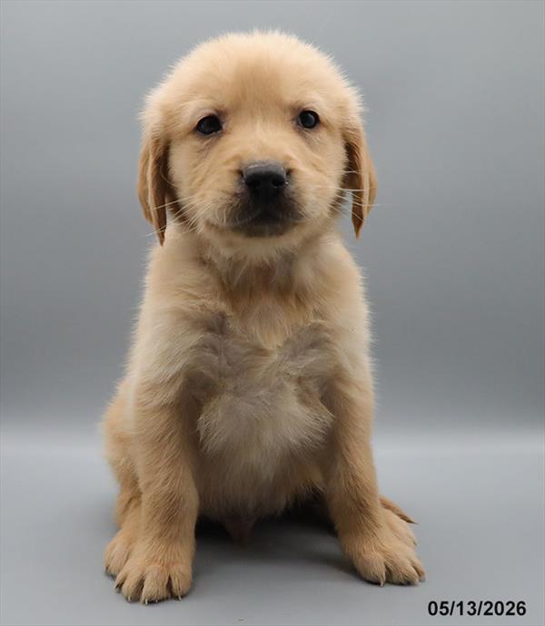[#26264-04] Golden M Golden Retriever Puppies For Sale