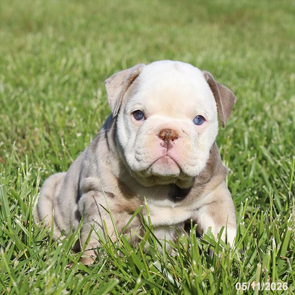 [#26291-05] Lilac Merle F Bulldog Puppies For Sale
