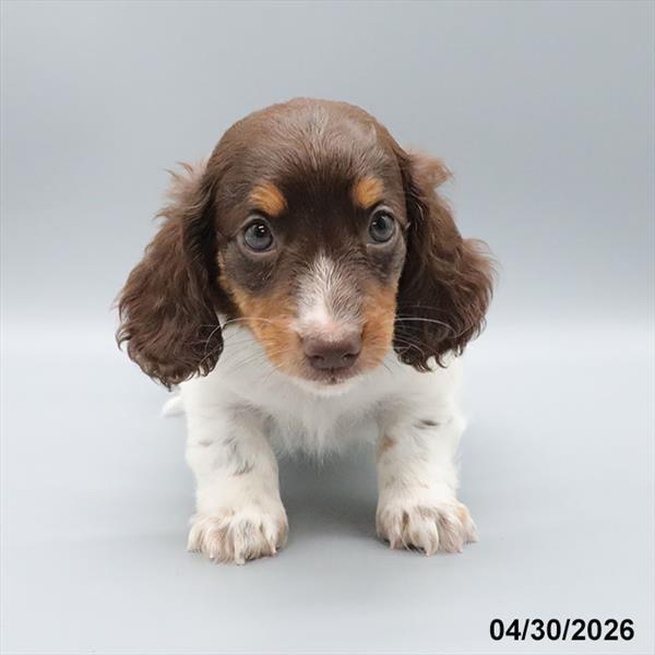 [#26319-01] Chocolate M Dachshund Puppies For Sale