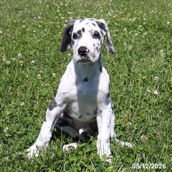 [#26335-05] Blue / White F Great Dane Puppies For Sale