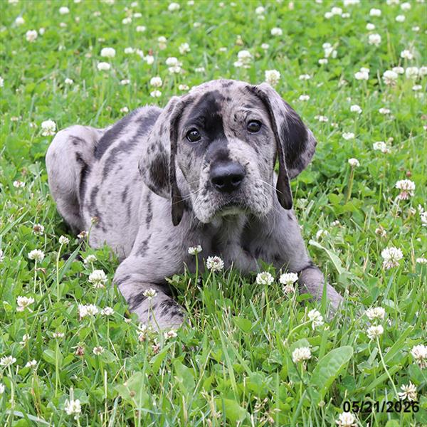 [#26336-01] Merlequin M Great Dane Puppies For Sale
